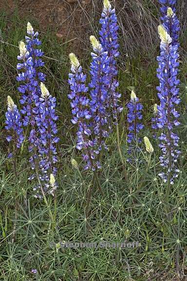 lupinus benthamii 2 graphic